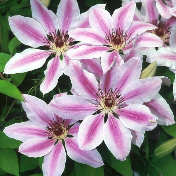Wekiva Foliage Clematis Nelly Moser-Live Plant in a 4 in. Growers