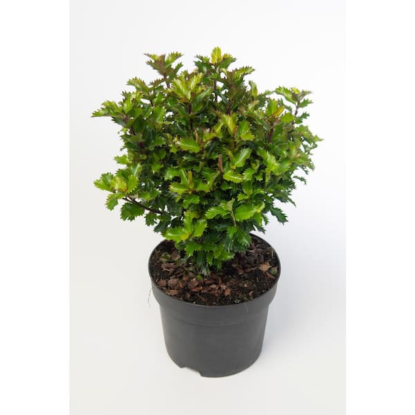 1 Gal. Red Beauty Holly Shrub Symmetrical Grower with Rich Glossy Leaves and Abundant Bright Red Berries