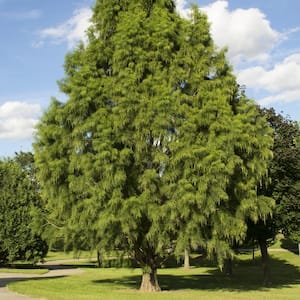 2.25 Gal. Deciduous Bald Cypress Tree