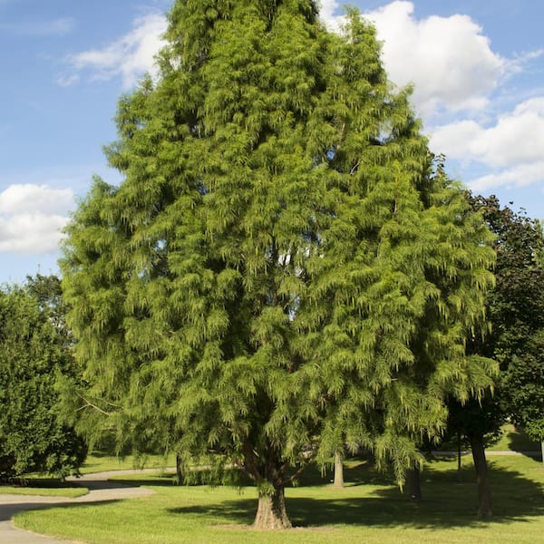 national PLANT NETWORK 2.25 Gal. Deciduous Bald Cypress Tree
