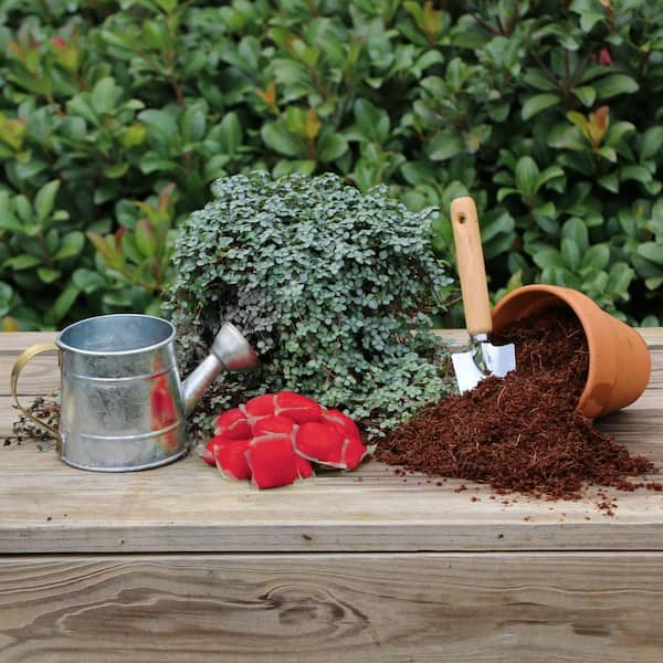 national PLANT NETWORK Plant with Purpose Rose Booster Water