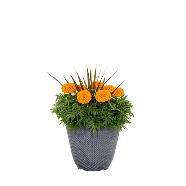 3 Gal. Quartz Marigold Plant