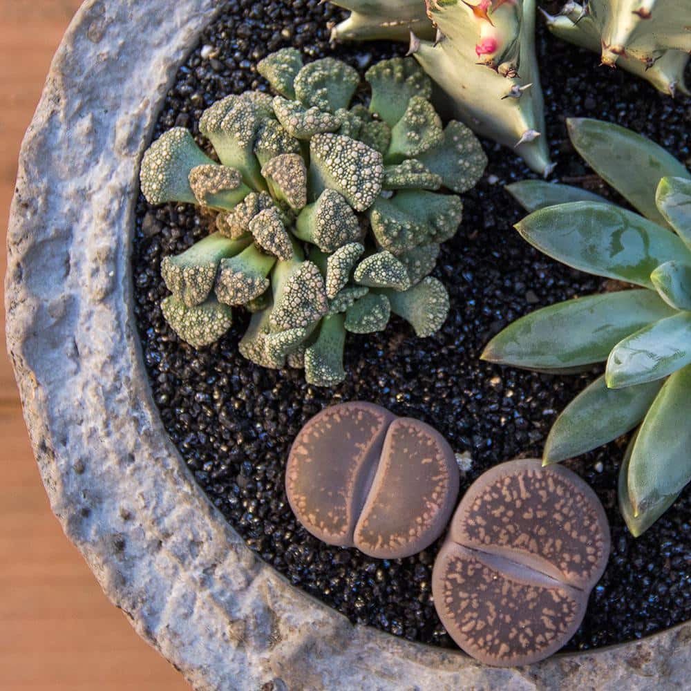 Assorted Live Lithops Succulent Plants in Nursery Pots