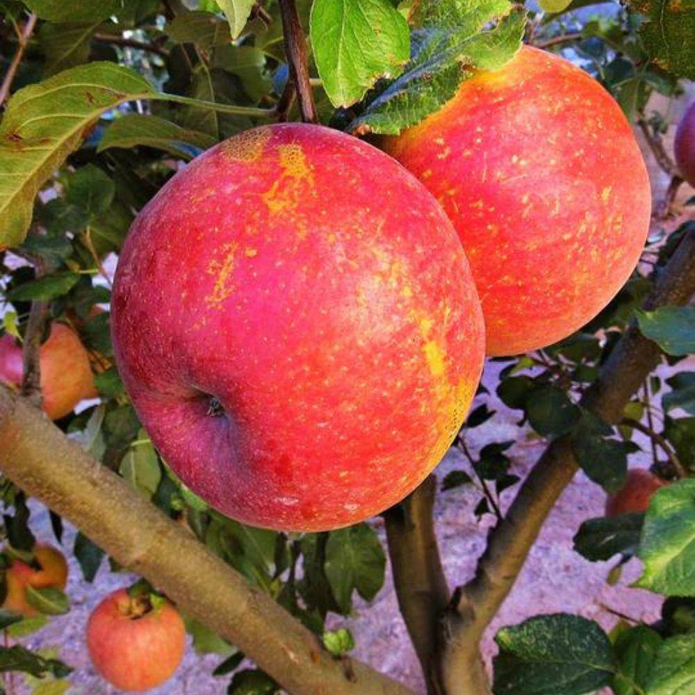 5 Gal. Fuji Apple Tree