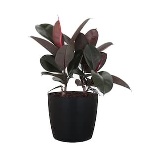Burgundy Rubber Plant Live Ficus Elastica Indoor Outdoor Plant in 10 inch Premium Sustainable Ecopots Dark Grey Pot