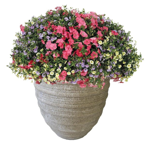 Norwich 22 in. Natural LavaStone Planter