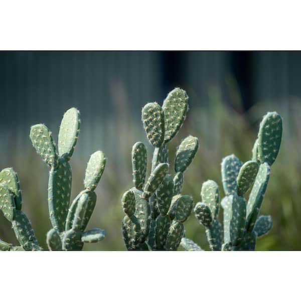 PotteryPots Cactus Opuntia 15.99 in. H Green Color Planter-made of