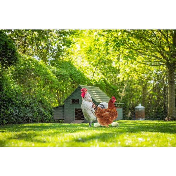 YARDGARD 308494B 2 Foot X 150 Foot 2 Inch Mesh Poultry Netting