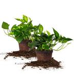 Golden Pothos Devils Ivy Plant in 6 in. Grower's Pot (2-Pack)