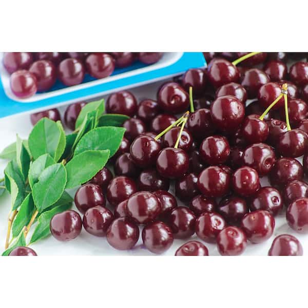 Gurney's 4 in. Romeo Dwarf Bush Cherry Prunus Live Fruiting Tree (1-Pack)
