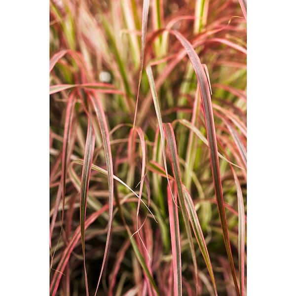 PROVEN WINNERS 4.5 in. Qt. Graceful Grasses Fireworks Variegated Red Fountain Grass (Pennisetum) Live Plant, Green and Pink Foliage
