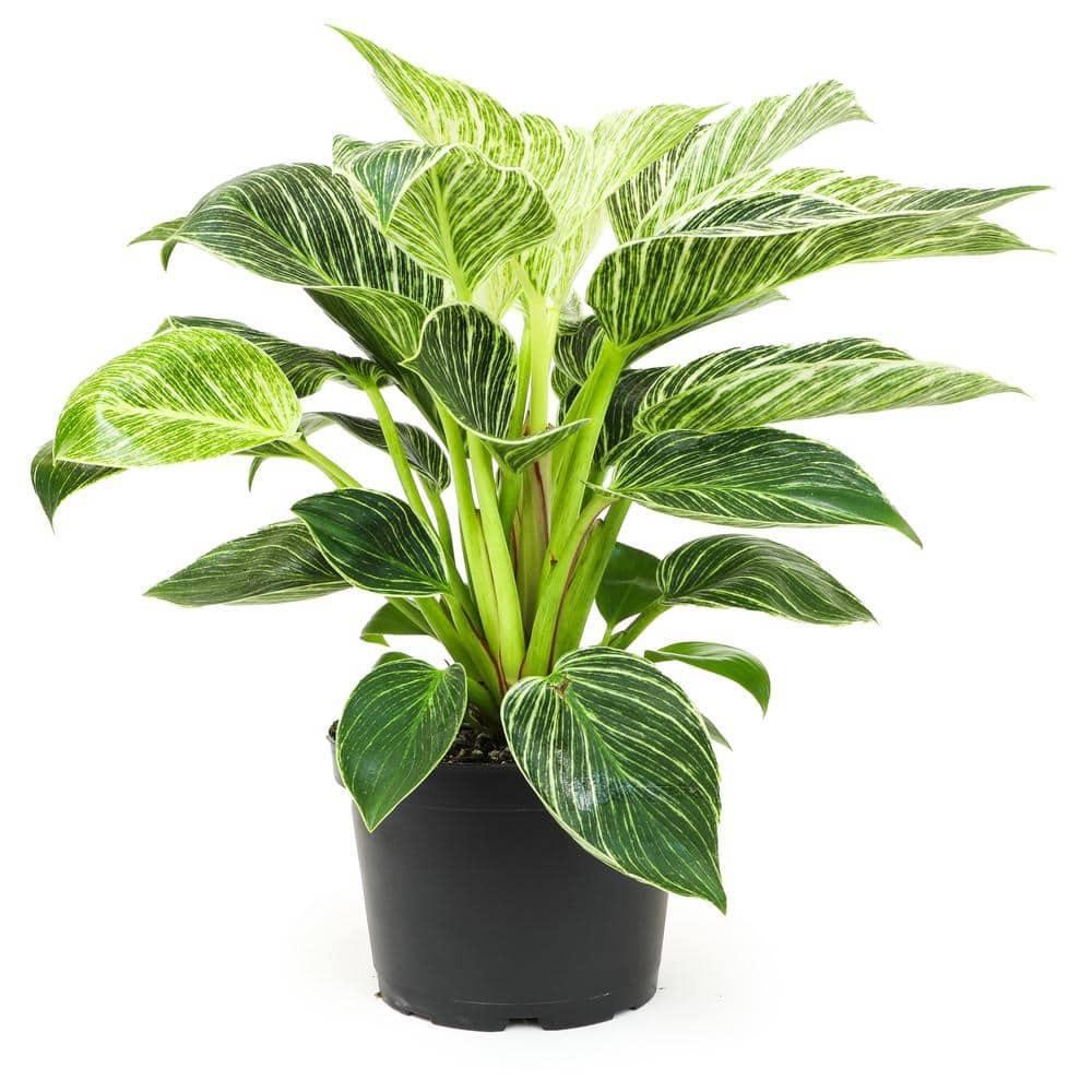 Altman Plants 6 In. Philodendron Birkin Houseplant (solo) 0872703 - The 