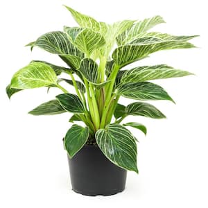 6 in. Philodendron Birkin Houseplant (Solo)