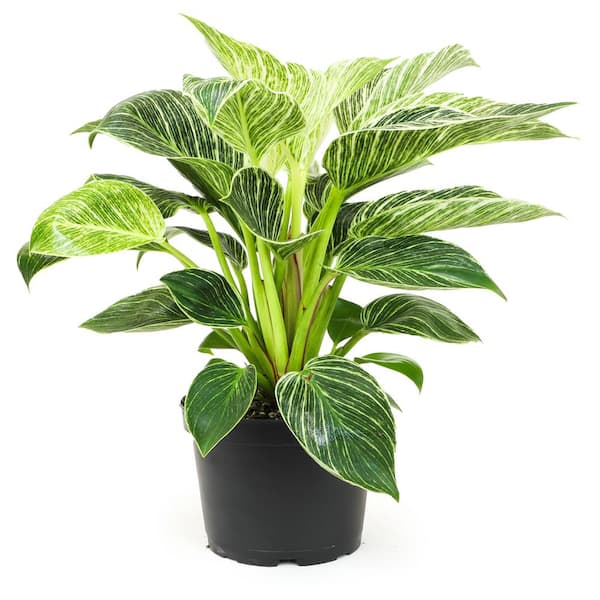 ALTMAN PLANTS 6 in. Philodendron Birkin Houseplant (Solo) 0872703 - The ...