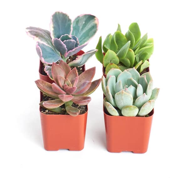 Shop Succulents 2 in. Premium Pastel Succulent (Collection of 4)