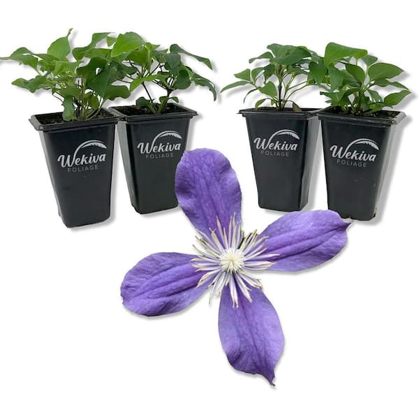 Wekiva Foliage Clematis Arabella 4-Live Starter Plants in 2 in. Growers Pots-Starter Plants Ready for The Garden-Rare Clematis