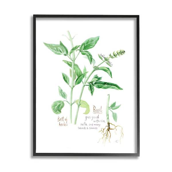 Stupell Industries Basil Plant Herbs Watercolor Garden Green by Verbrugge Watercolor Framed Print Nature Texturized Art 24 in. x 30 in.