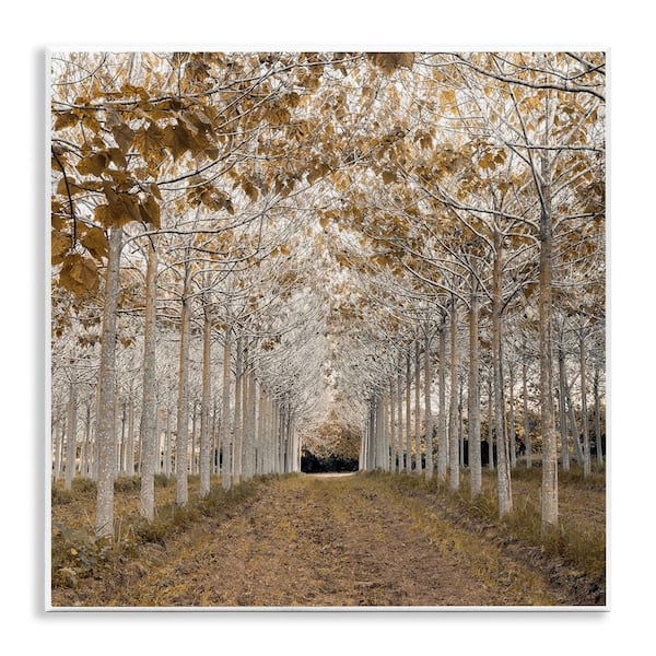 White Gold Birch Grove by Assaf Frank 1 Piece Unframed Nature Graphic Art Print 12 in. x 12 in.