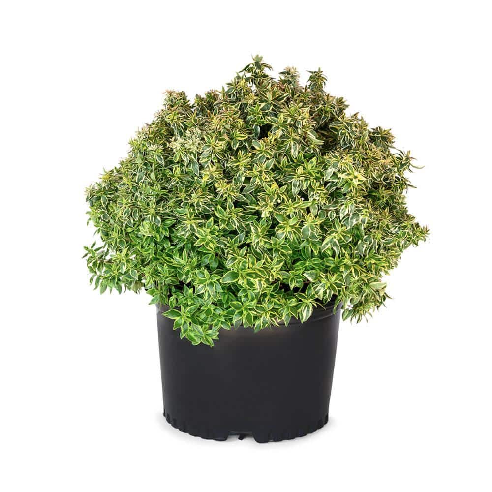 2 Gal. Suntastic Radiance Abelia With Petite White Blooms, Live Semi-Evergreen Shrub Plant price history on PriceWatchPro