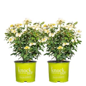 3 Gal. Sunny Knock Out Rose Bush with Yellow Flowers (2-Pack)