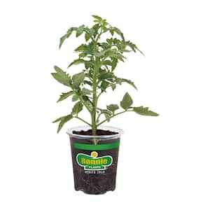 19.3 oz. Amelia Tomato Plant