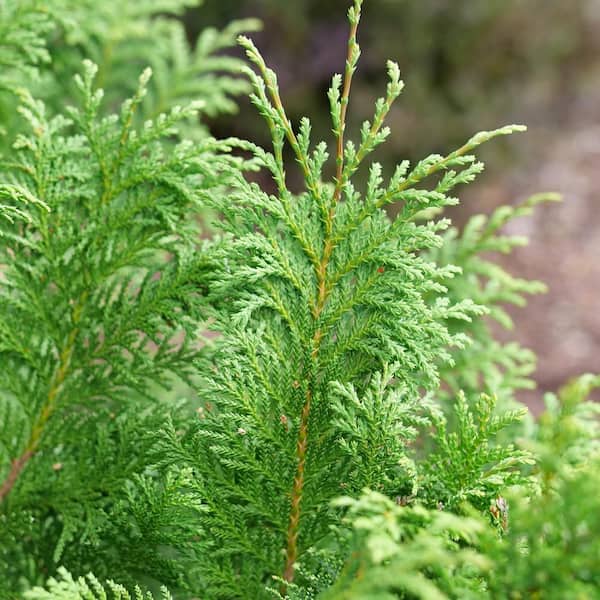 PROVEN WINNERS 2 Gal. Cedar Rapids Cypress Shrub 18320 - The Home