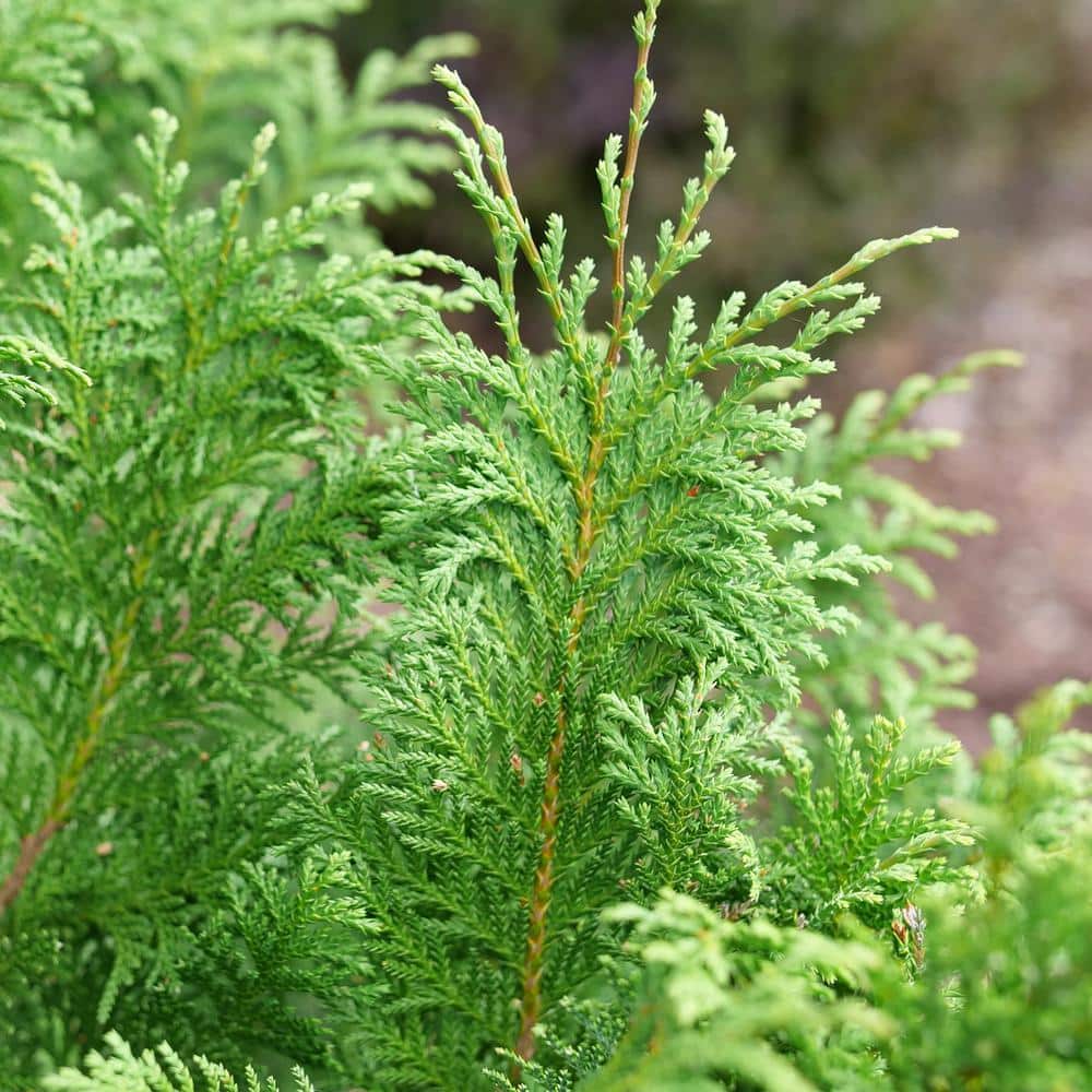 Cedar Rapids Evergreen Cypress Shrub in 2-Gallon Container