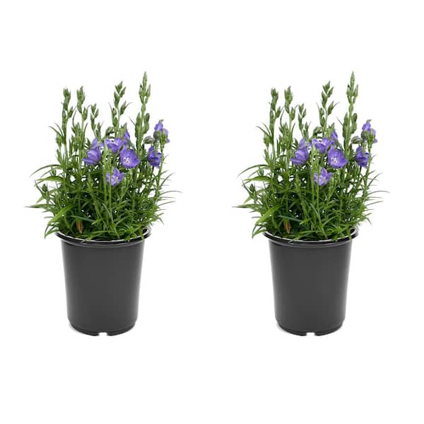 Unbranded 2.5 qt. Campanula persicifolia Takion Blue Perennial Plant with Violet-Blue Flowers-(2-Pack)