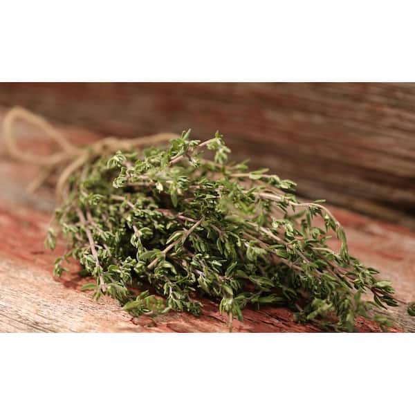 PROVEN WINNERS 4.25 in. Eco+Grande Aromatic Thyme Herb Live Plant (4-Pack)