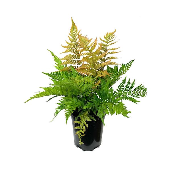 Unbranded Perennial Fern Dryopteris e. Brilliance Autumn 2.5 qt.