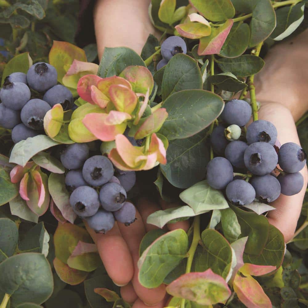 Peach Sorbet Blueberry Plant in 2-Gallon Container