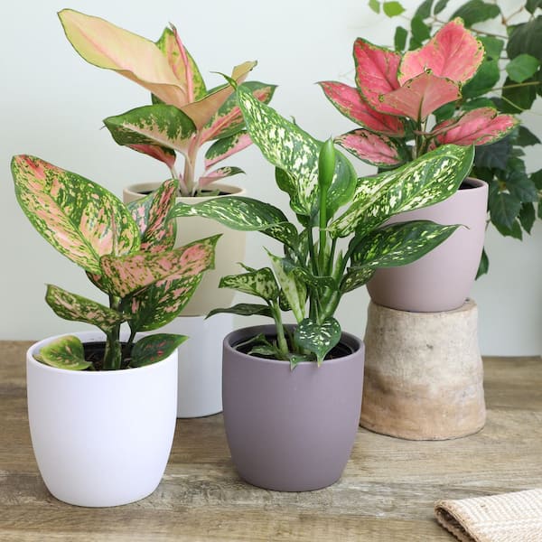 ALTMAN PLANTS 4.25 in. Aglaonema Assorted Houseplants (4-Pack