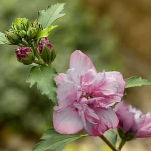 6 in. Hibiscus Peppermint Smoothie Rose of Sharon in Grower Container (1-Piece)