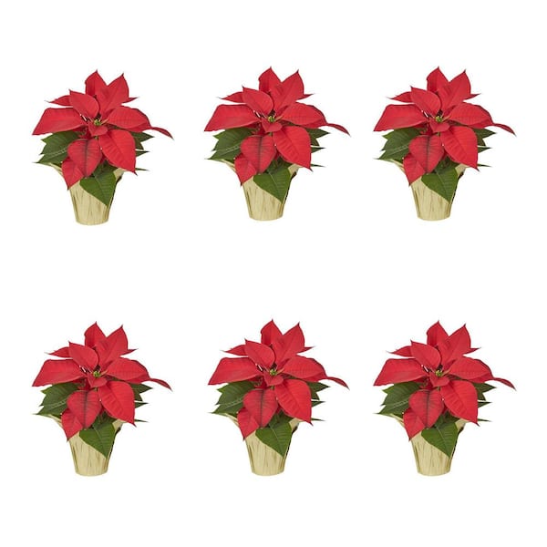 METROLINA GREENHOUSES 4 in. Live Red Christmas Poinsettia with Gold ...