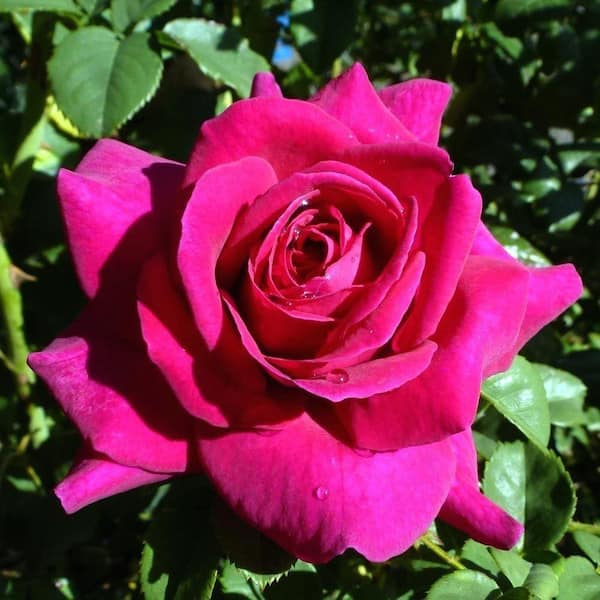 1 Gal. Brindabella Purple Prince Rose with Purple Flowers