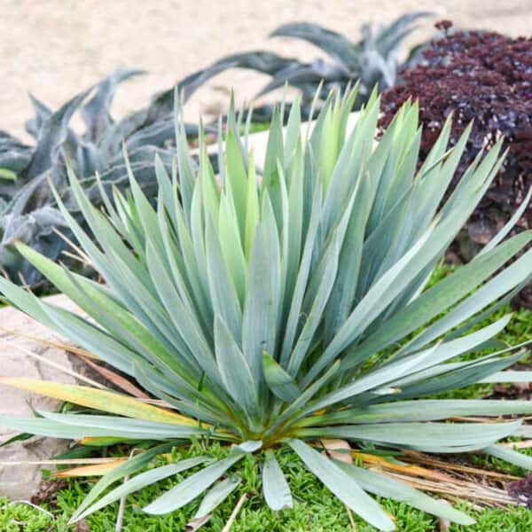 Proven Winners 0.65 Gal. 'Dragon Slayer' Adam's Needle (Yucca