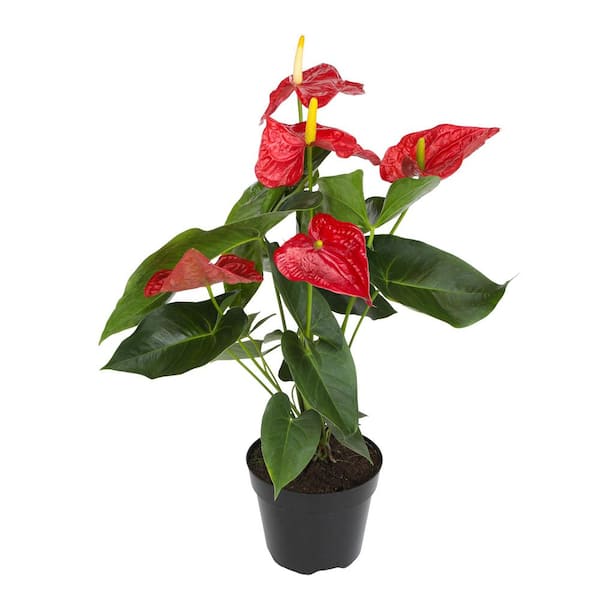 Large Flowering Anthurium, Easy Clean Air Live Indoor Plant, 8 in. Grower Pot, Red Flamingo Flower, Approx. 24 in. Tall
