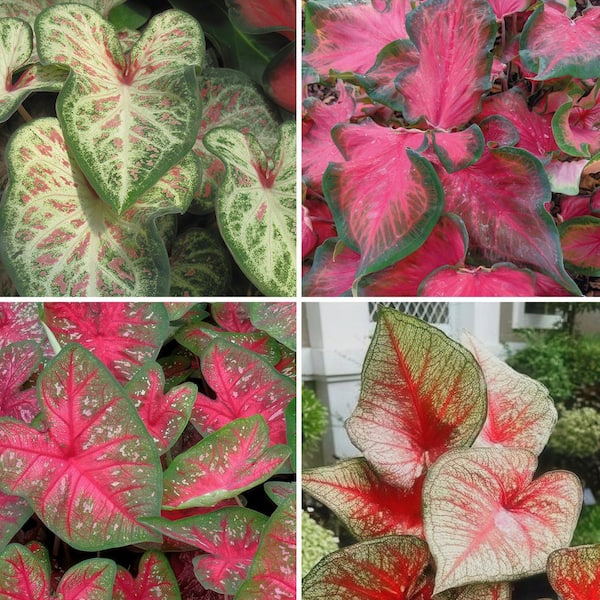 national PLANT NETWORK 4 in. Caladium Collection Perennial Plant