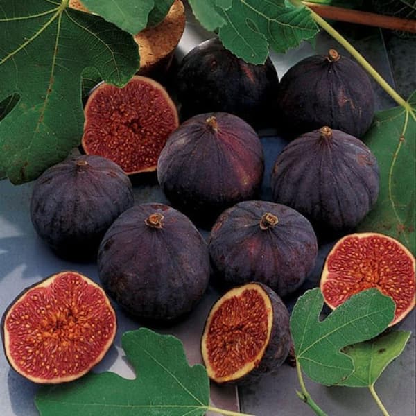 BELL NURSERY 3 Gal. 'Chicago Hardy' Fig (Ficus Carica) Live Fruit-Bearing Tree Plant with Light Purple Fruit, Pink Centers (1-Pack)