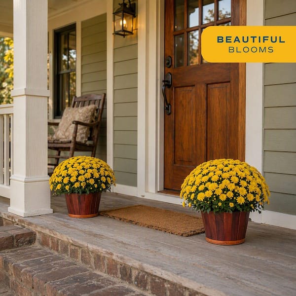 Yellow Ready to Bloom Fall Chrysanthemum Outdoor Plant in 3 qt. Bushel Basket Pot, Avg. Shipping Height 1-2 ft. (2-Pack)