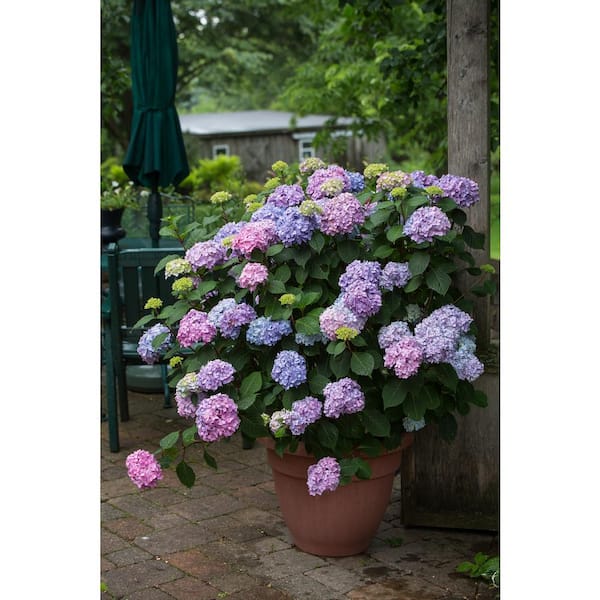 Creeping Hydrangea: The Versatile Vine That Will Add Beauty To Your ...