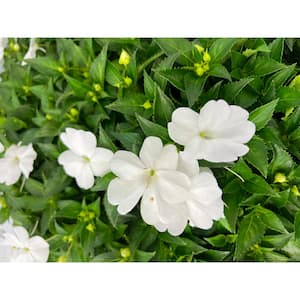 18-Pack Compact White SunPatiens Impatiens Outdoor Annual Plant with White Flowers in 2.75 In. Cell Grower's Tray