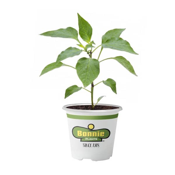 Reviews for Bonnie Plants 19 oz. Coolapeno Heatless Jalapeno Pepper Plant