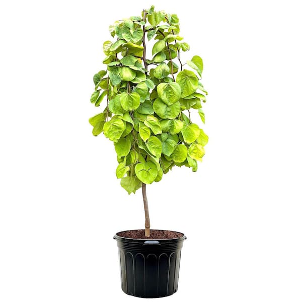 7 gal. Golden Falls Redbud Tree