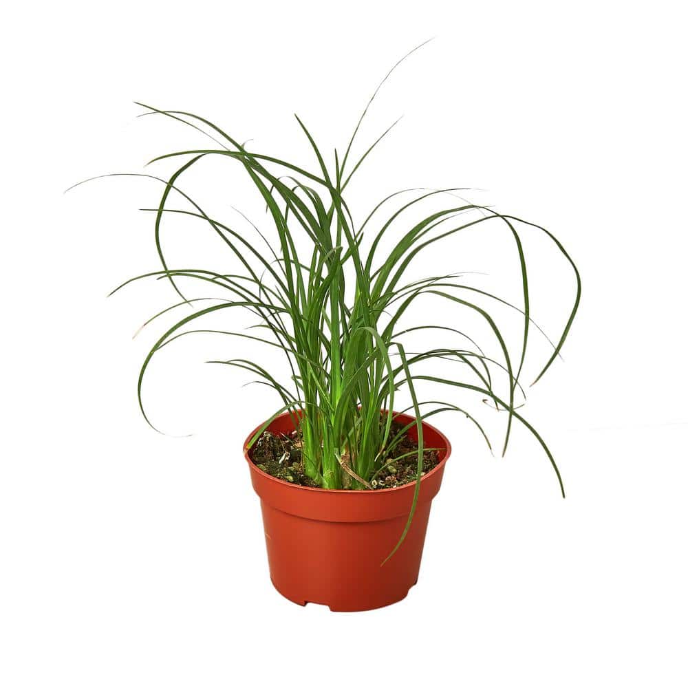 Ponytail Palm (Chamaedorea elegans) Plant in 4 in. Grower Pot