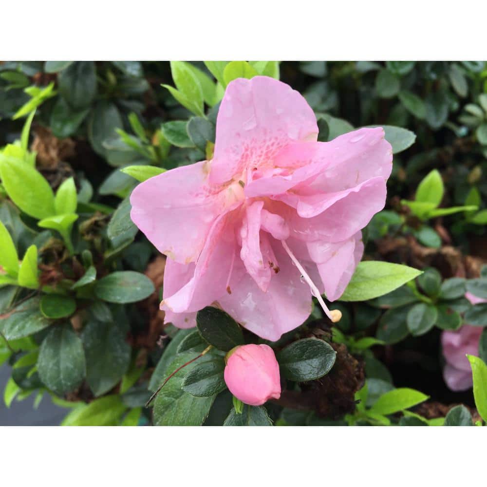 PROVEN WINNERS 2 Gal. Perfecto Mundo Double Pink Reblooming