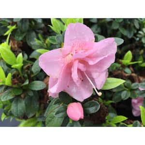 2 Gal. Perfecto Mundo Double Pink Reblooming Azalea (Rhododendron) Live Shrub, Pink Flowers