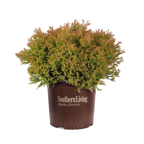SOUTHERN LIVING 2.5 qt. Fire Chief Arborvitae (Thuja Occidentalis) Live Dwarf Evergreen Shrub, Golden-Orange Foliage