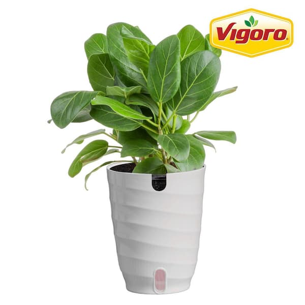Ficus Audrey Plant in 6in. White Decor Pot Avg. Shipping Height 1-2 ft. Tall