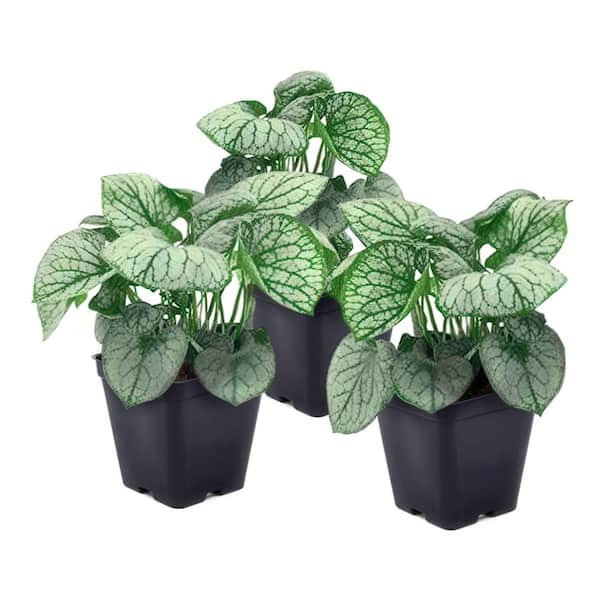 national PLANT NETWORK 4 in. Permafrost Brunnera Perennial Plant with Blue Flowers (3-Pack)